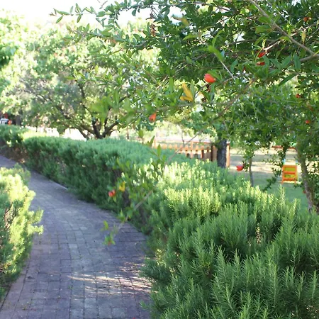 Dendrolivano Aparthotel Minia