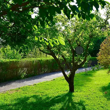 Lägenhetshotell Dendrolivano