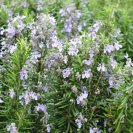 δενδρολίβανο Ξενοδοχείο με διαμερίσματα Μηνιά