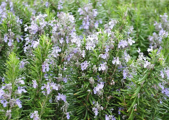 Dendrolivano Aparthotel Minia