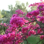 Dendrolivano Minia