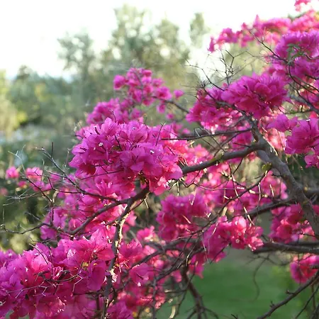 Dendrolivano Minia